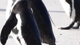 Penguin Melamar Pasangan dengan Batu Kecil? Romantis Banget! 💍