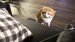 All the meows