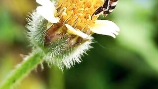 🐝 Bees Can Recognize Human Faces! 😲