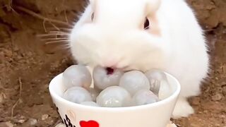 Cute Bunny vs. Giant Bowl of Fruit