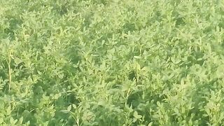 Field Scene