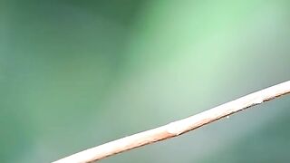 Nature birds