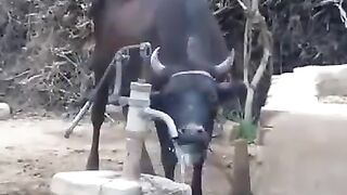 very very clever cow
