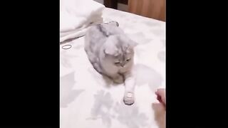 Best Funny Animal 2023 #1