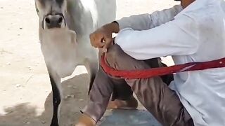 kankrej love #shorts #kankrejcow #cow