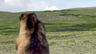 Golden_Marmot_in_Deosai_National_Park.