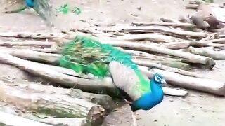 Beautiful bird ????