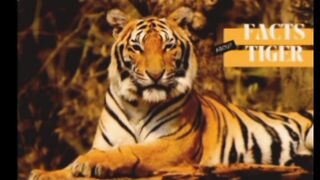 Tiger video