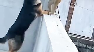 Monkey vs Dog fight