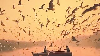 Flying birds
