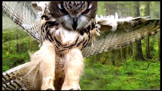 Owls are amazing