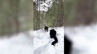 Эти собаки запрещены во многих странах