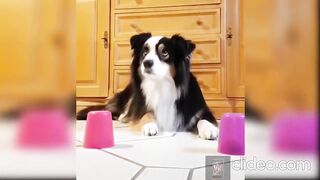when your dog likes games
