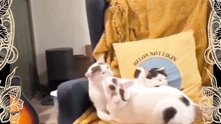 Part 22 funny cat