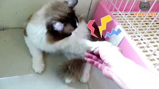 Blue-Eyed Yori Cat/Beauitiful Cat