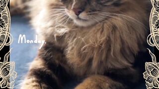 Part 23 funny cat
