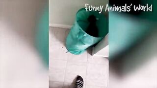 Funniest animals vedios