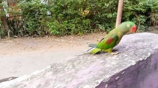 sajan re jhut mat bolo - mithu ka kamariya dance ***