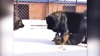 35 Hero Animals That Saved Human Lives