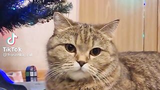 Видео кот