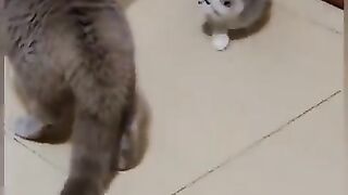 Animais engraçados❤️????