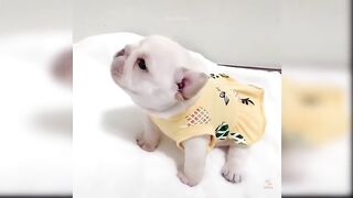 Baby Dogs - Cute and Funny Dog Videos Compilation #63 | Aww Animals
