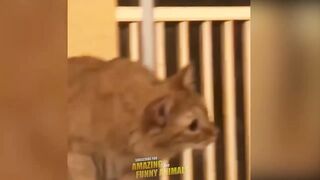 Funniest Cats and dogs