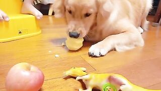 Funny dog