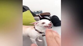 Funny Angry Chihuahua