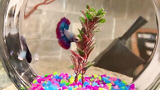 Betta fish
