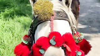 Horselover