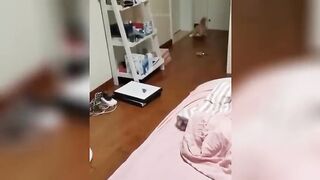 funniest animal moments 2023 funniest cats and dogs