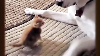 Pet_41.