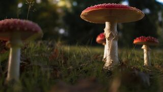 Очень советую посмотреть. Зелёная планета. 03. Сезонные миры.