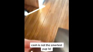 Funny video, pets funny video,cats funny video