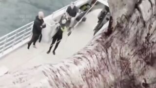 mengalahkan hiu