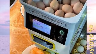 Cara Kerja Dibalik Mesin Goreng Telur Otomatis! plustoto4d