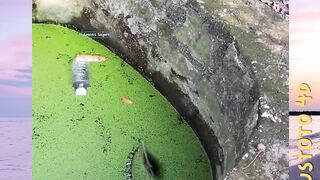 Fenomena Langka yang Bikin Takjub plustoto4d
