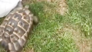 Hewan bercangkang ini ternyata memiliki kecenderungan untuk menyerang benda berwarna gelap, terutama hitam.