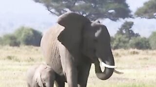 🐘 Amazing Elephant Facts