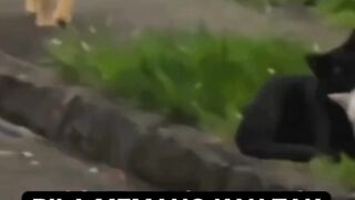 kucing galau