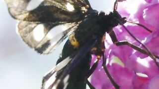 🦋 Kupu-Kupu Bisa Merasakan Makanan dengan Kakinya! 😱