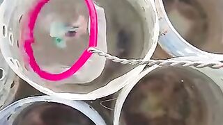 Ikan 2