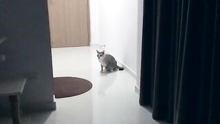 Cat Fight 26