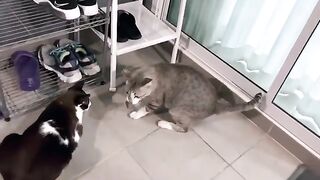 Cat Teaches Mouse How to Swim 2