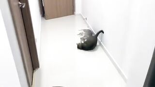 Teenage Mutant Ninja Cat