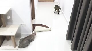 Revenge Cat Attack