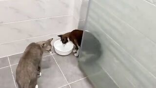 Cats Chase Down Fast Lizard