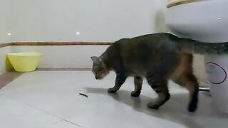 Lizard Tries to Escape from Cat Again