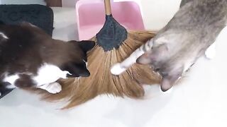 Lizard Attacks Cat